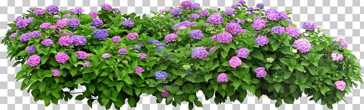 Flower Box Flowerpot Shrub PNG, Clipart, Annual Plant, Box, Flower, Flower Box, Flower Garden Free PNG Download