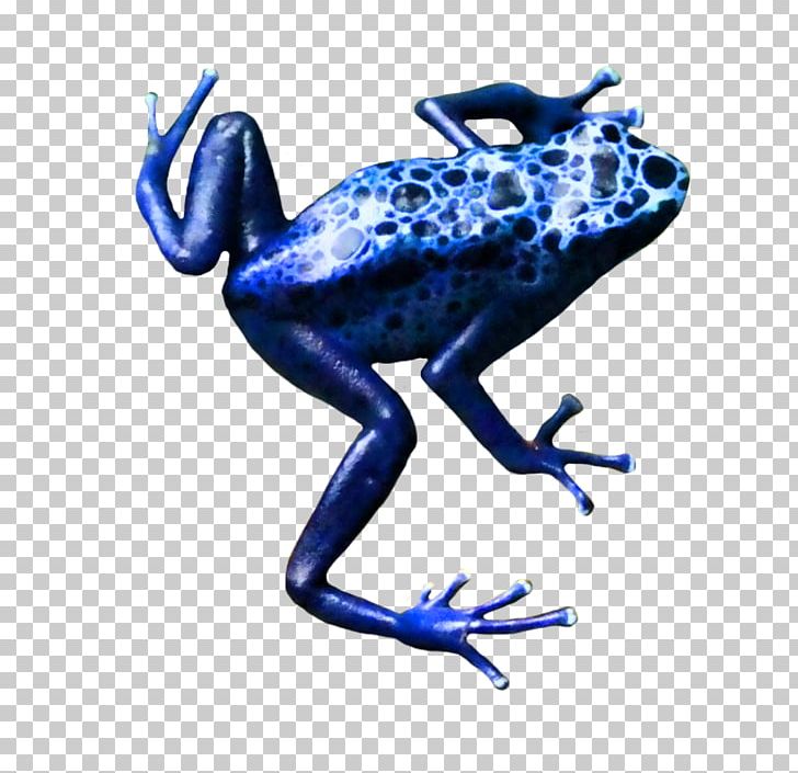 Toad True Frog Tree Frog Blue Poison Dart Frog PNG, Clipart, Amphibian, Animals, Art, Blue Poison Dart Frog, Clip Free PNG Download