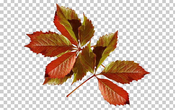 Autumn Leaves Autumn Leaf Color Desktop PNG, Clipart, Autumn, Autumn Leaf Color, Autumn Leaves, Branch, Desktop Wallpaper Free PNG Download