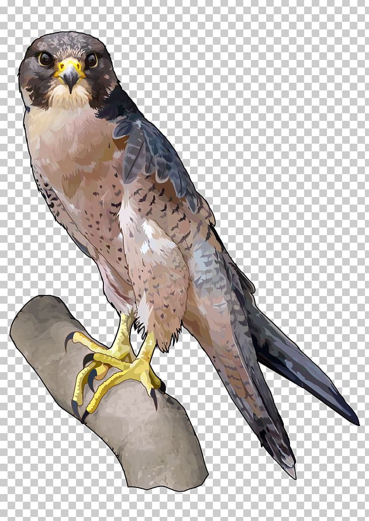 Barbary Falcon Peregrine Falcon Falconiformes Saker Falcon PNG, Clipart,  Free PNG Download