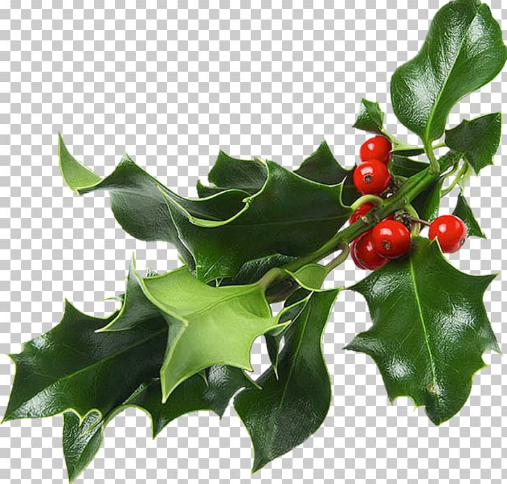 Christmas And Holiday Season Mistletoe Christmas Decoration Gift PNG, Clipart, Aquifoliaceae, Aquifoliales, Candle, Christmas, Christmas And Holiday Season Free PNG Download