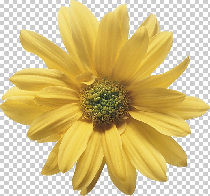 Flower Yellow Stigma Wedding Chrysanthemum PNG, Clipart, Blue, Chrysanthemum, Chrysanths, Color, Daisy Family Free PNG Download
