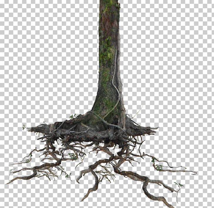 Trunk Tree Root Portable Network Graphics PNG, Clipart, Branch, Drawing, Plant, Root, Snag Free PNG Download