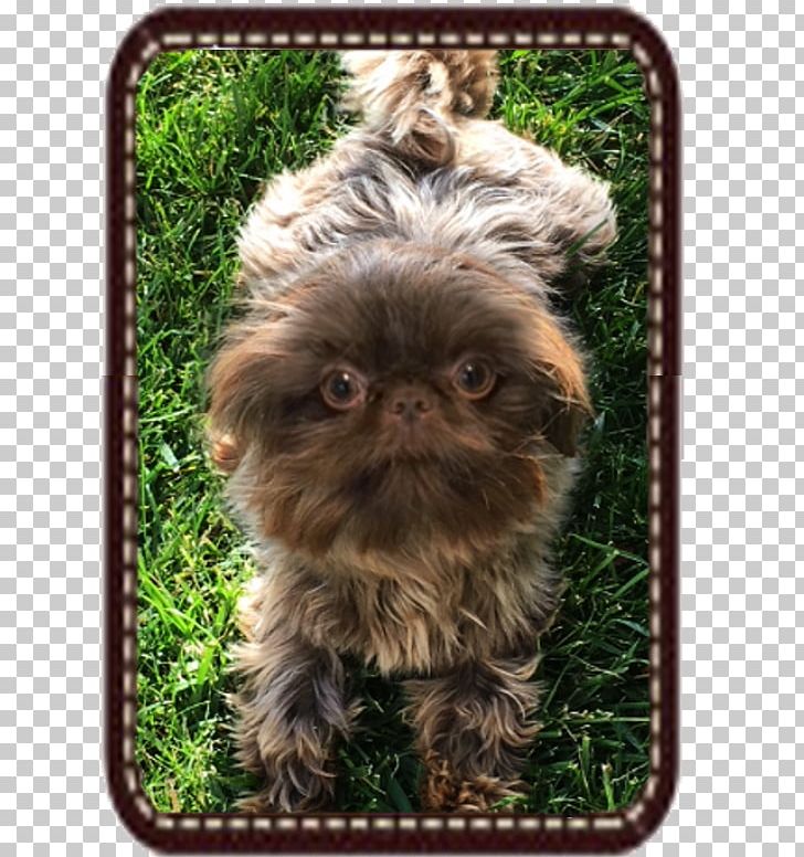 Affenpinscher Chinese Imperial Dog Shih Tzu Griffon Bruxellois Dog Breed PNG, Clipart, Affenpinscher, Animals, Belgian Griffon, Breed, Breeder Free PNG Download