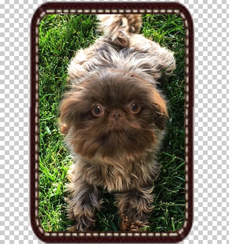 Affenpinscher shih best sale tzu mix