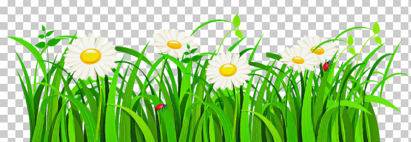 Green Grass Plant Flower Grass Family PNG, Clipart, Amaryllis Family, Flower, Grass, Grass Family, Green Free PNG Download