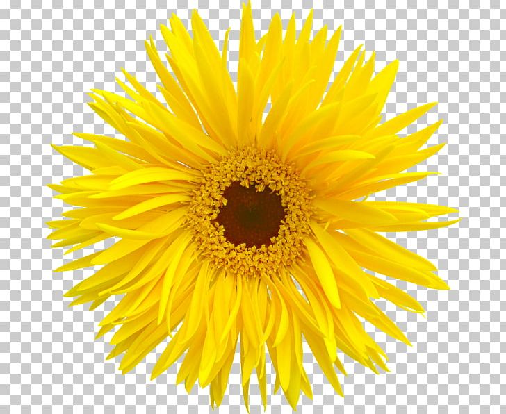 Animation PNG, Clipart, Animation, Chrysanthemum Chrysanthemum, Chrysanthemums, Daisy Family, Edible Flower Free PNG Download