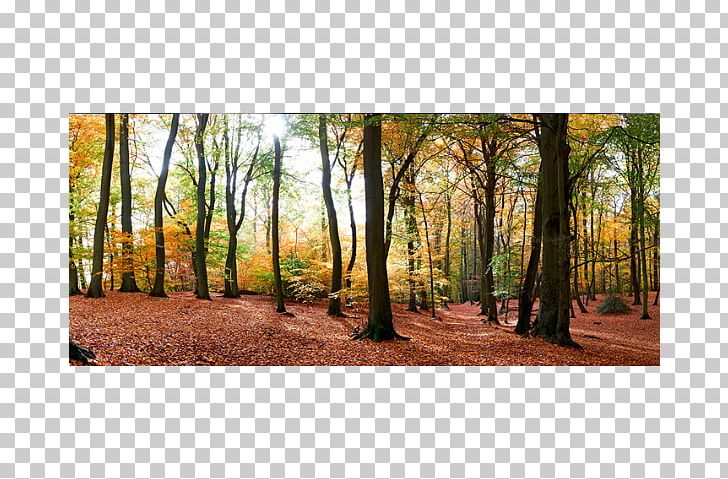 Autumn Photography PNG, Clipart, Autumn, Biome, Deciduous, Ecosystem, Forest Free PNG Download