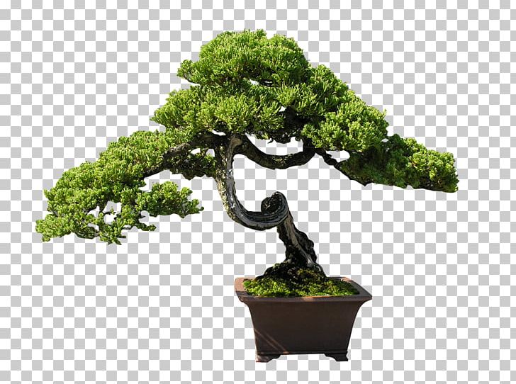 Indoor Bonsai Tree PNG, Clipart, Bonsai, Bonsai Tree, Chinese Elm, Clip Art, Desktop Wallpaper Free PNG Download