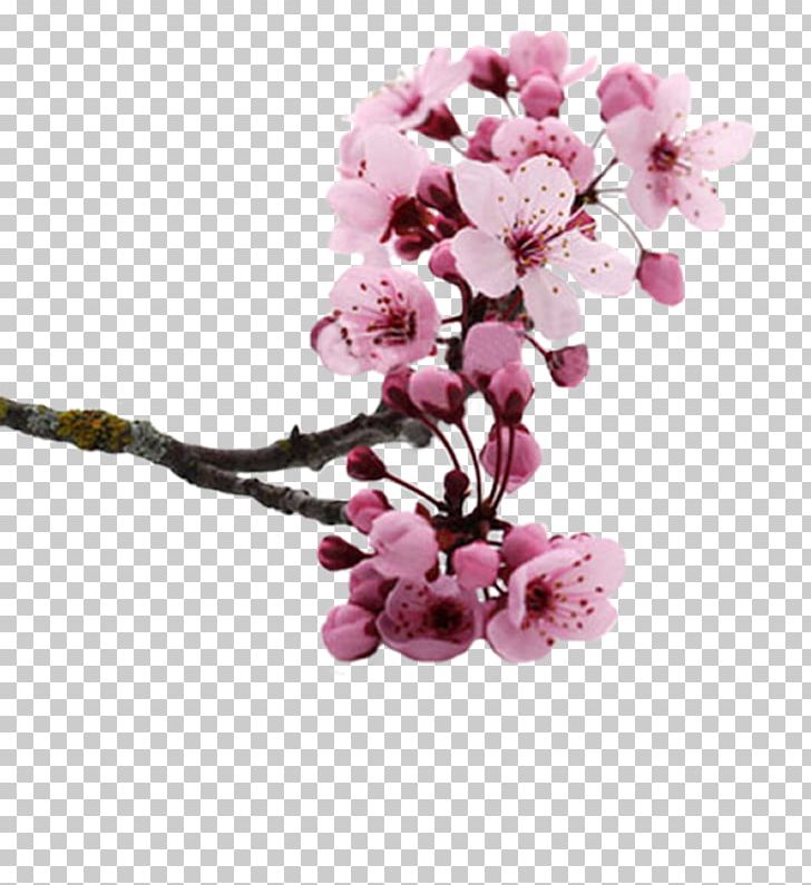 National Cherry Blossom Festival Flower PNG, Clipart, Blossom, Branch, Cerasus, Cherry, Cherry Blossom Free PNG Download