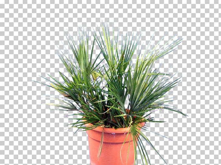 Palm Trees Plants Chamaerops Humilis Vascular Plant Orchids PNG, Clipart, Agave, Arecales, Cactus, Cattleya Orchids, Chamaerops Free PNG Download