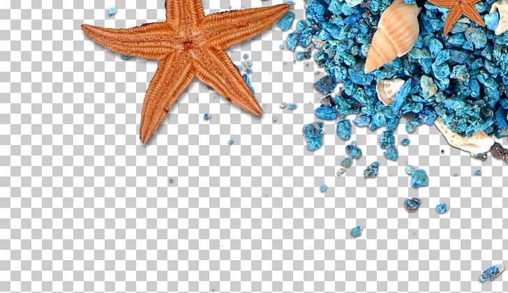 Sand Beach Rock Stone PNG, Clipart, Animals, Beach, Beautiful Starfish, Blue, Cartoon Starfish Free PNG Download