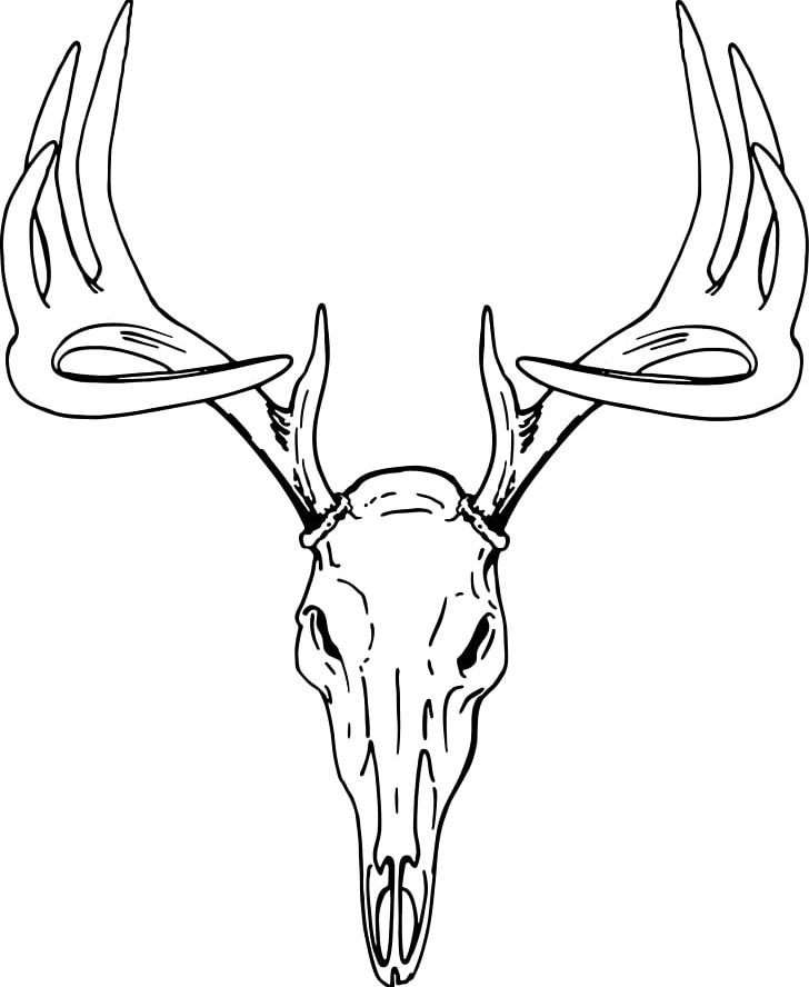 White-tailed Deer Elk Red Deer PNG, Clipart, Antler, Artwork, Black And White, Bone, Clip Art Free PNG Download