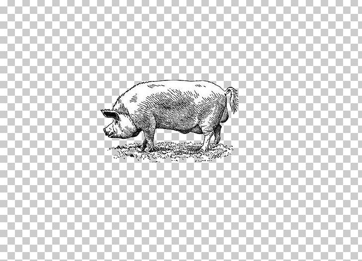 Black Iberian Pig Drawing Euclidean PNG, Clipart, Animal, Animals, Black, Black And White, Cartoon Free PNG Download
