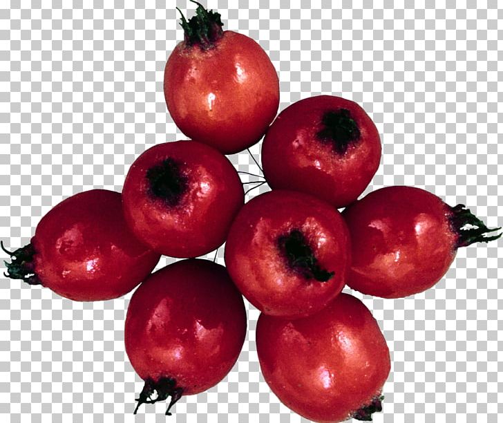 Cranberry Food Auglis PNG, Clipart, Accessory Fruit, Acerola, Acerola Family, Apple, Auglis Free PNG Download