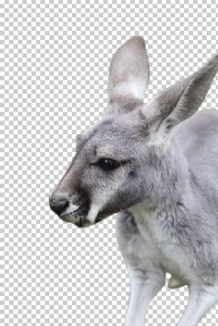 Kangaroo Macropodidae Wallaby Reserve PNG, Clipart, Animal, Download, Face, Fauna, Kangaroo Free PNG Download