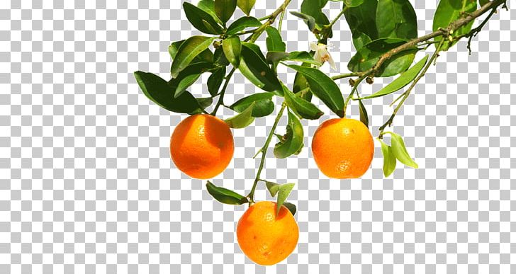 Clementine Mandarin Orange Tangerine Bitter Orange PNG, Clipart, Bitter Orange, Calamondin, Citrus, Citrus Sinensis, Clementine Free PNG Download
