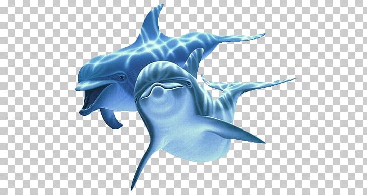 Dolphin PNG, Clipart, Animals, Cartilaginous Fish, Electric Blue, Image File Formats, Internet Free PNG Download