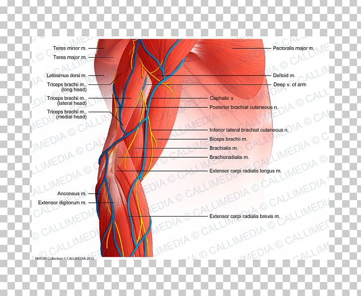 Elbow Muscle Forearm Augšdelms PNG, Clipart, Anatomy, Anconeus Muscle, Angle, Arm, Biceps Free PNG Download