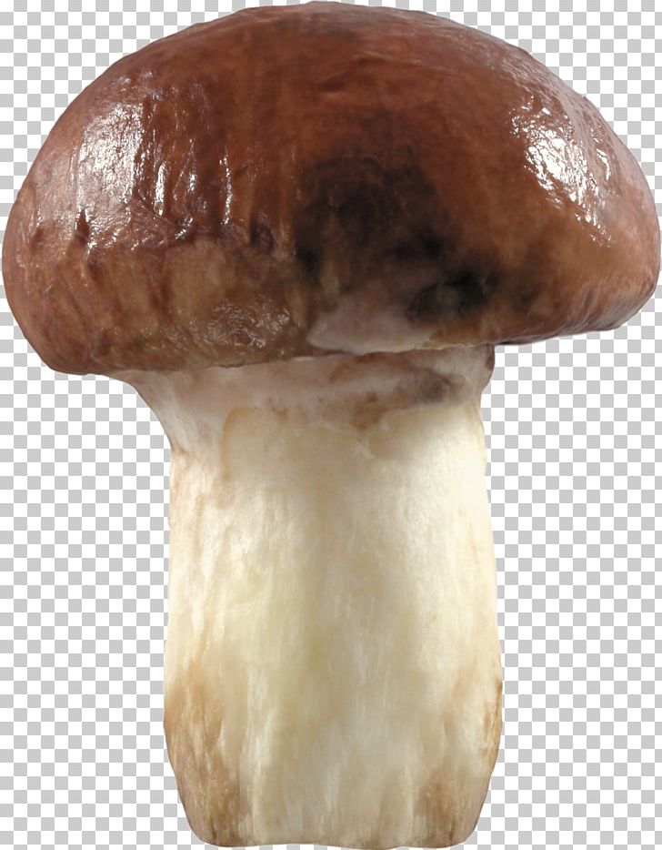 Fungus Mushroom PNG, Clipart, Computer Icons, Edible Mushroom, Fungus, Fur, Image File Formats Free PNG Download