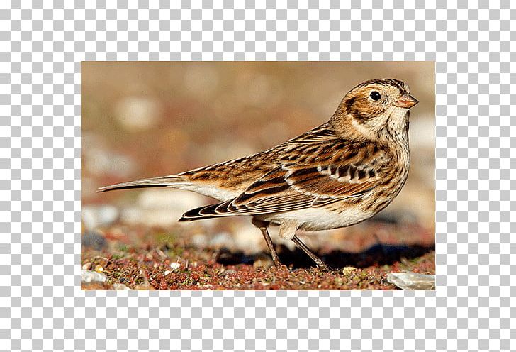 House Sparrow Ortolan Bunting Brambling House Finch PNG, Clipart, American Sparrows, Animals, Beak, Bird, Brambling Free PNG Download