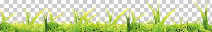 Wheatgrass Energy Close-up Computer PNG, Clipart, Artificial Grass, Cartoon Grass, Close Up, Closeup, Computer Free PNG Download