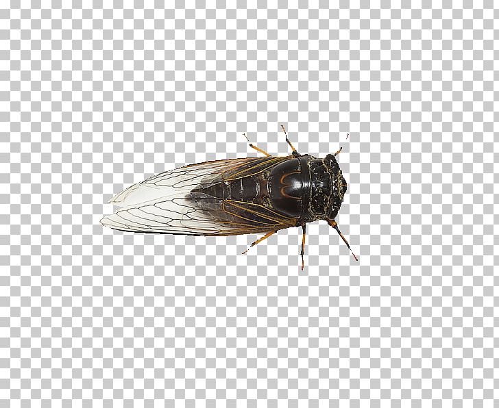 Cicadas Pterygota Cicadidae Wing PNG, Clipart, Beneficial Insects, Cicada, Cicadas Wings, Designer, Dragonfly Free PNG Download