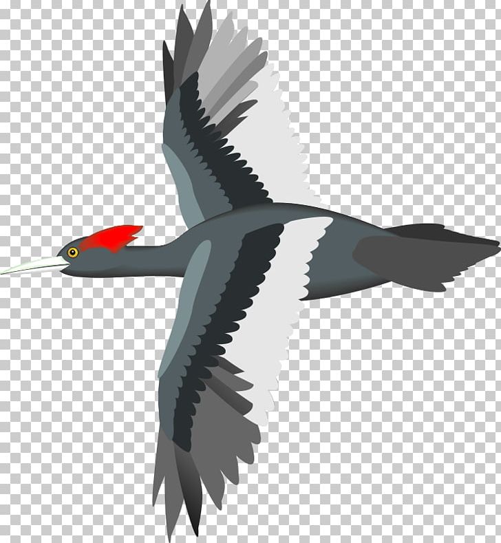 Bird Flight Sparrow Parrot Goose PNG, Clipart, Animation, Beak, Bird, Bird Flight, Ducks Geese And Swans Free PNG Download