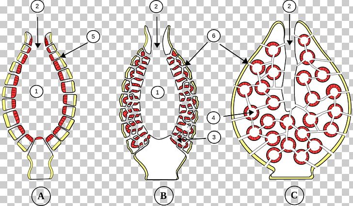 Sponge Anatomy Biology Phylum Animal PNG, Clipart, Anatomy, Animal, Area, Biology, Body Jewelry Free PNG Download