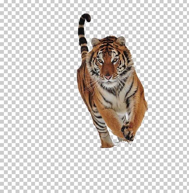 Cat Siberian Tiger Felidae Golden Tiger Portable Network Graphics PNG, Clipart, Animal, Animals, Bengal Tiger, Big Cat, Big Cats Free PNG Download