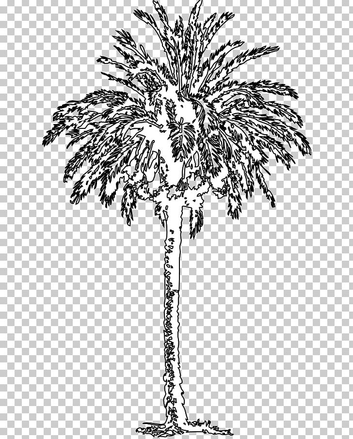 Date Palm Arecaceae Black And White Tree Plant PNG, Clipart, Acacia, Arecaceae, Arecales, Art, Asian Palmyra Palm Free PNG Download