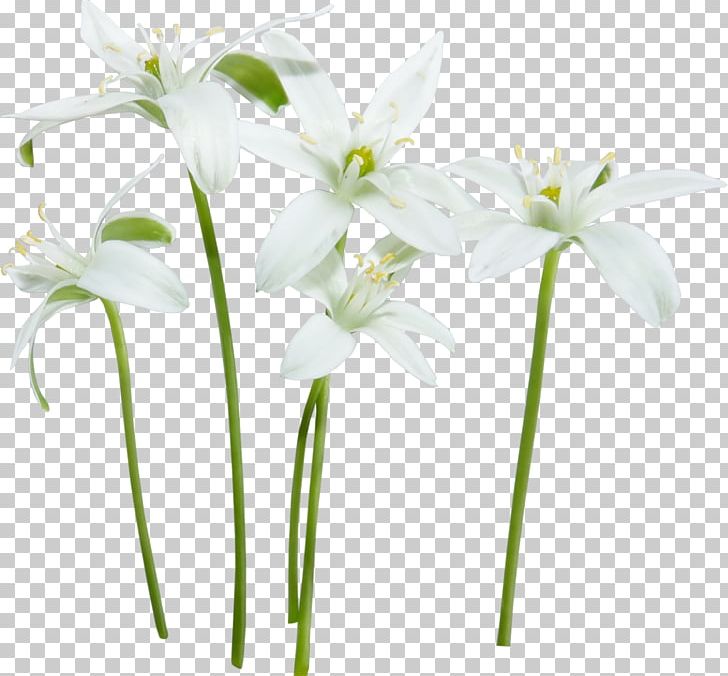 Flower White Floral Design PNG, Clipart, Calla Lily, Color, Cut Flowers, Flora, Floristry Free PNG Download