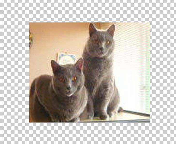 Korat Chartreux Russian Blue British Shorthair European Shorthair PNG, Clipart, American Shorthair, Black Cat, British Shorthair, Carnivoran, Cat Free PNG Download