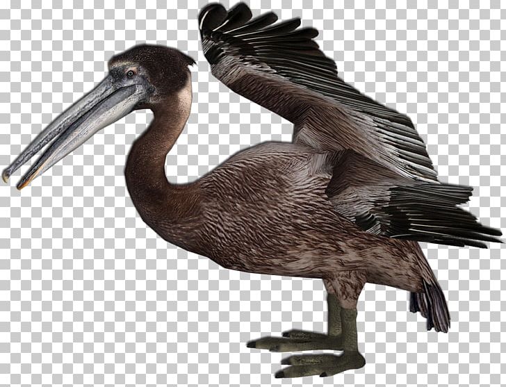 Pelican Beak Feather Extinction Vulture PNG, Clipart, Animals, Beak, Bird, Extinction, Fauna Free PNG Download