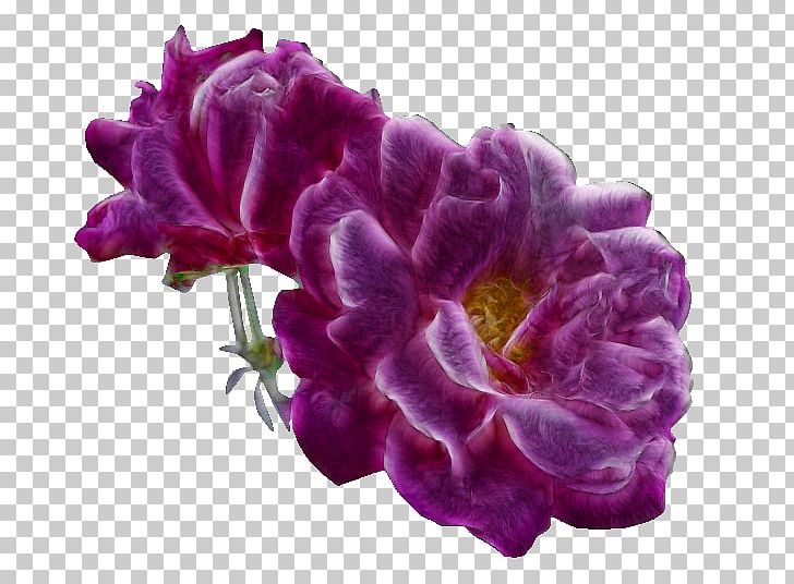 Flower Rose PNG, Clipart, Color, Cut Flowers, Encapsulated Postscript, Flow, Flower Free PNG Download
