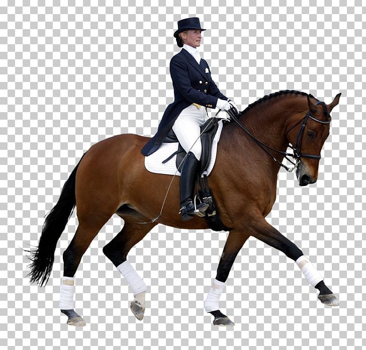Horse Dressage International Federation For Equestrian Sports Eventing PNG, Clipart, Animals, Animal Training, Bit, Bridle, Doma Free PNG Download