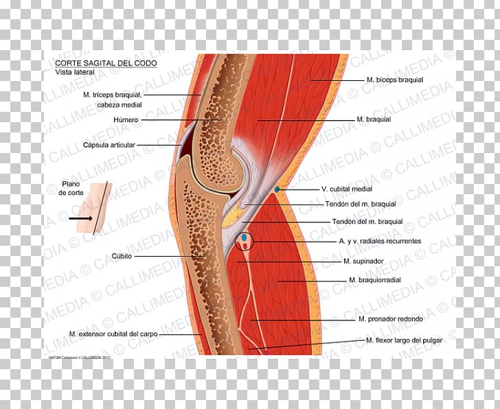 Pronator Teres Muscle Elbow Sagittal Plane Anatomy PNG, Clipart, Anatomy, Angle, Ear, Elbow, Extensor Digitorum Muscle Free PNG Download