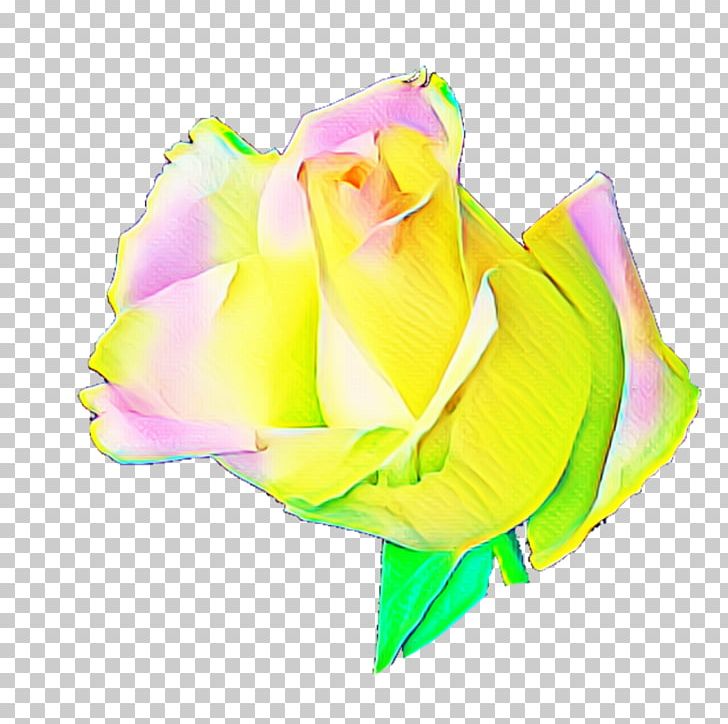 Rainbow Rose Garden Roses Cabbage Rose Petal Cut Flowers PNG, Clipart, Background, Cut Flowers, Flower, Flower Illustration, Flowering Plant Free PNG Download