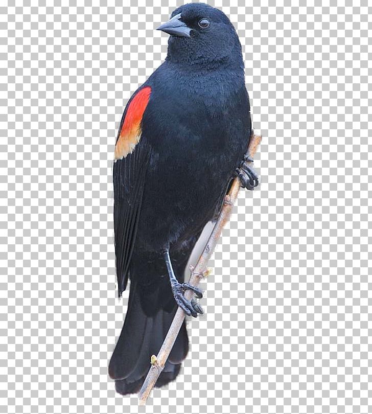 Red-winged Blackbird Common Blackbird Redwing PNG, Clipart, Agelaius, Animals, Beak, Bird, Bird Of Prey Free PNG Download