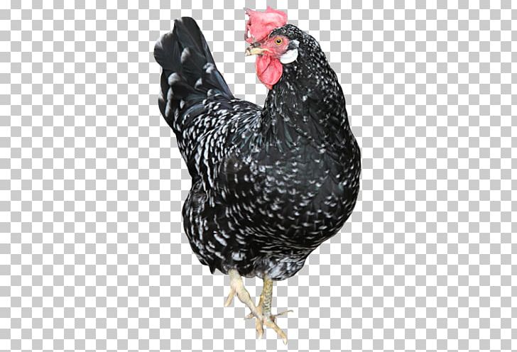 Rooster Chicken As Food Beak PNG, Clipart, Beak, Bird, Chicken, Chicken As Food, Fowl Free PNG Download