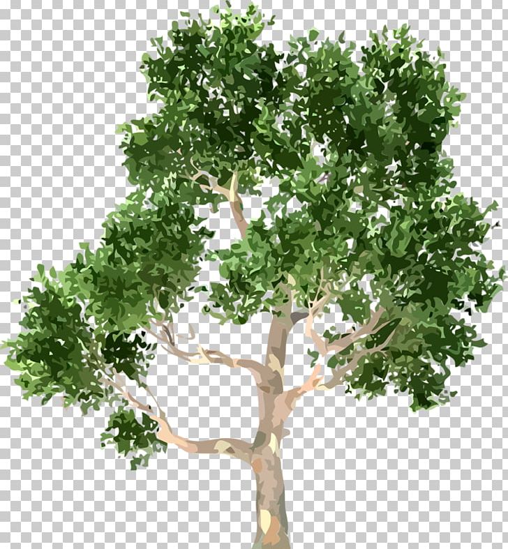 Tree Portable Network Graphics Shrub Encapsulated PostScript PNG, Clipart, Branch, Encapsulated Postscript, Forest, Leaf, Oak Free PNG Download