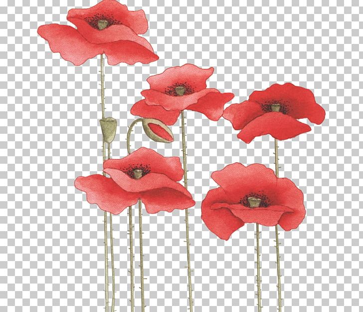 Common Poppy Flower PNG, Clipart, Artificial Flower, Avatar, Baidu, Blog, Canalblog Free PNG Download