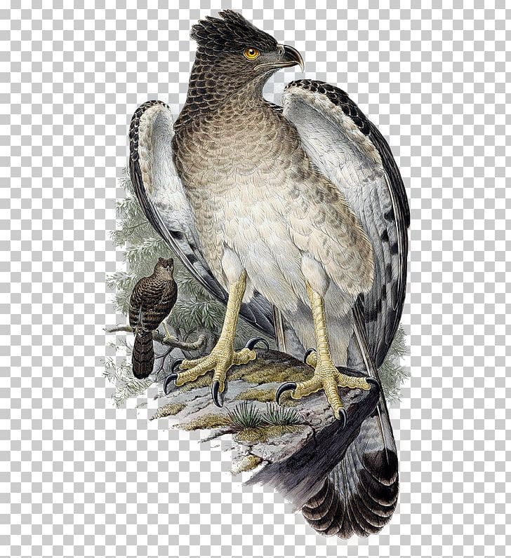 Hawk Bird Papuan Eagle PNG, Clipart, Accipitriformes, Animaatio, Animals, Art, Beak Free PNG Download