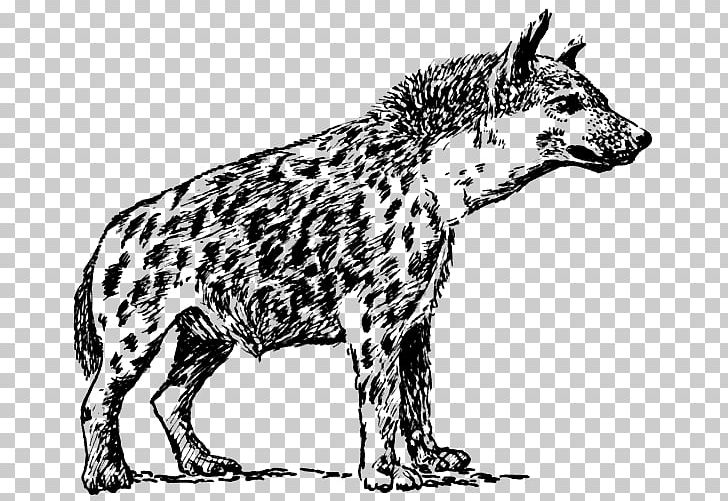 Spotted Hyena PNG, Clipart, Animal Figure, Animals, Big Cats, Black And White, Blog Free PNG Download