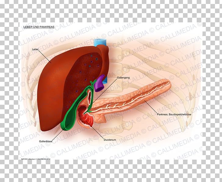 Liver Digestion Bile Duct Pancreas Metastasis PNG, Clipart, Abdomen, Bile Duct, Digestion, Ear, Gallbladder Free PNG Download