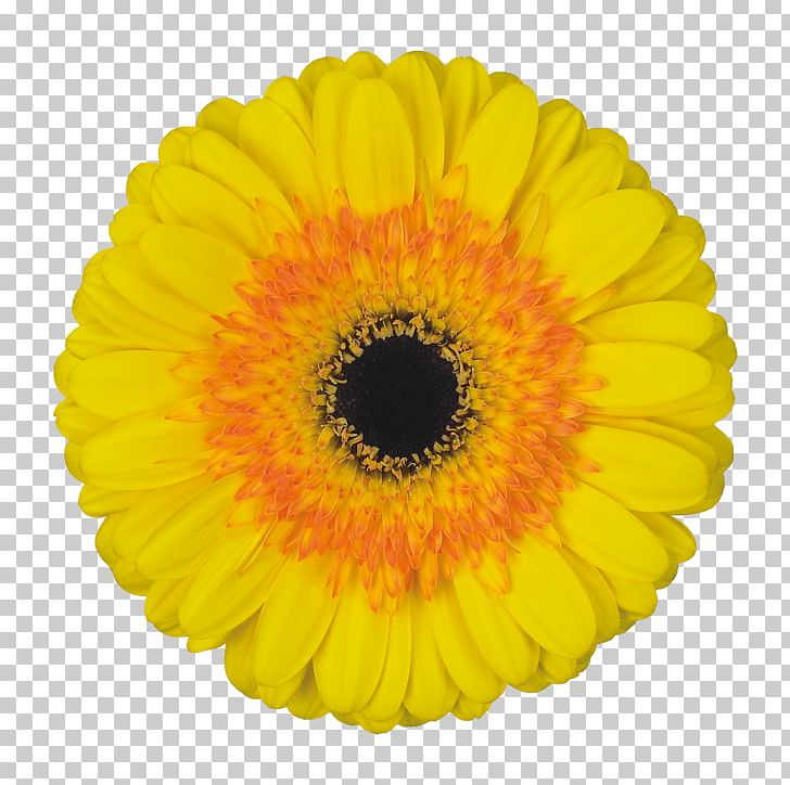 Transvaal Daisy Common Daisy Cut Flowers Chrysanthemum PNG, Clipart, Calendula, Canvas, Chrysanthemum, Chrysanths, Common Daisy Free PNG Download