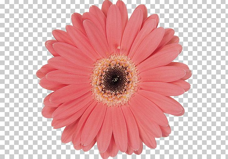 Transvaal Daisy Flower Common Daisy Red Stock Photography PNG, Clipart, Child, Color, Common Daisy, Cut Flowers, Daisy Free PNG Download