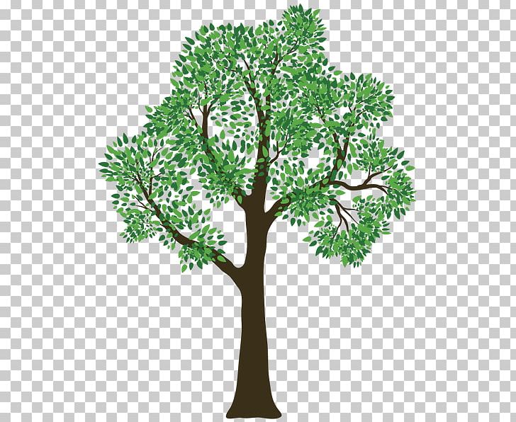 Family Tree Outline Genealogy PNG, Clipart, Ancestor, Branch, Child, Diagram, Family Free PNG Download