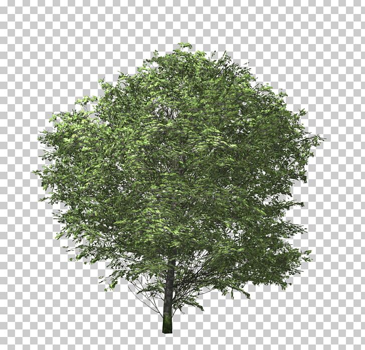 Tree Euonymus Fortunei Shrub Branch PNG, Clipart, 3d Computer Graphics, Animation, Branch, Bushes, Dwg Free PNG Download