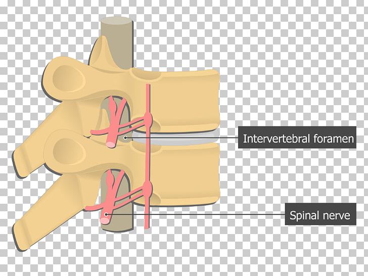 Intervertebral Foramen Spinal Nerve Vertebral Column Anatomy PNG, Clipart, Anatomy, Angle, Ear, Finger, Foramen Free PNG Download